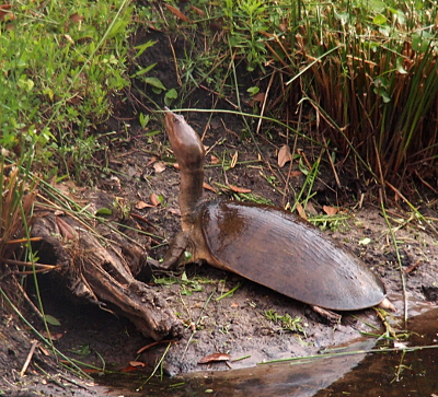 [A softshell is on land at the water's edge. Her front legs are propped up and her head and neck are extended in an attempt to see up the hillside. Her back legs are tucked under her shell.]